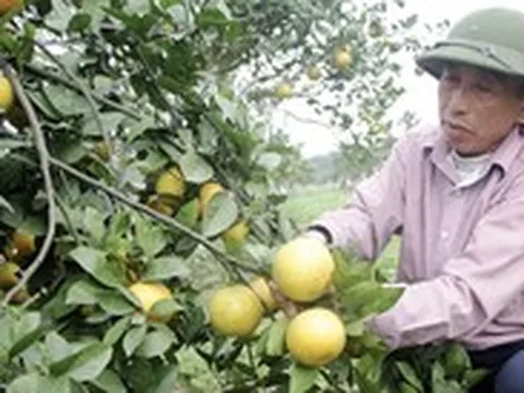 Vì sao thương hiệu cam Vinh đang mất dần?