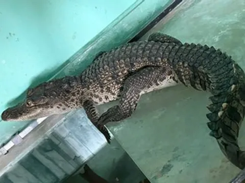 Phát hiện cá sấu dài 1m 'đi lạc' vào nhà dân ở trung tâm thành phố