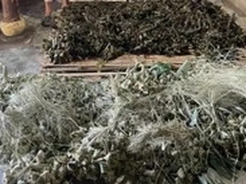 Phát hiện cơ sở sản xuất bánh ú trộn hàn the