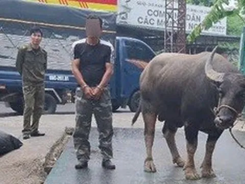 Bắt đối tượng mang ô tô tải đi trộm 4 con trâu ở Phú Thọ