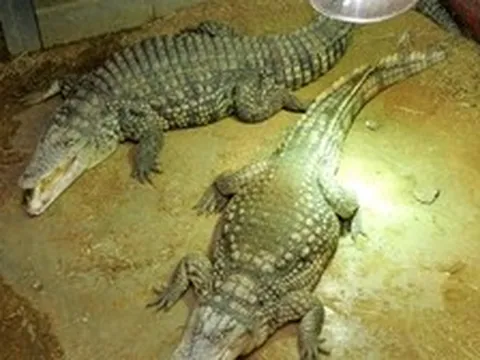 Bé trai 3 tuổi bị người đàn ông ném vào chuồng cá sấu