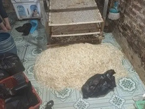 Hưng Yên: Khởi tố đối tượng sử dụng chất cấm sản xuất gần 800kg giá đỗ tuồn ra thị trường