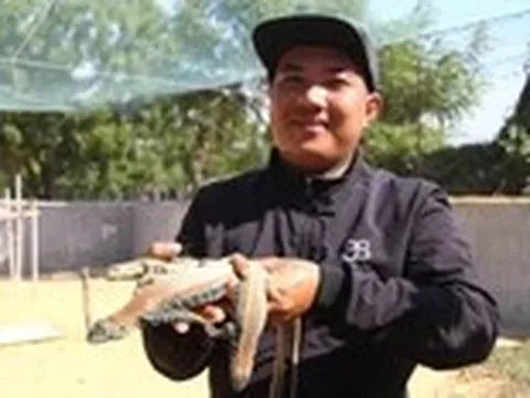 Nuôi 'tiểu khủng long' trên vùng bán hoang mạc