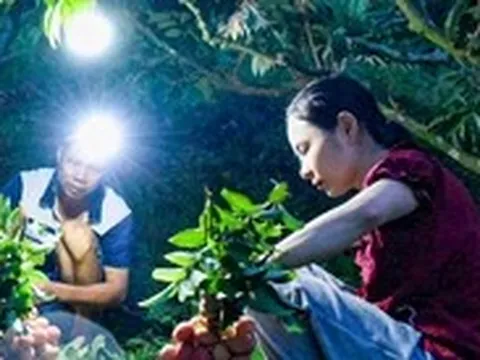 Soi đèn hái vải thiều từ 3h sáng, nông dân vẫn vui vì giá cao