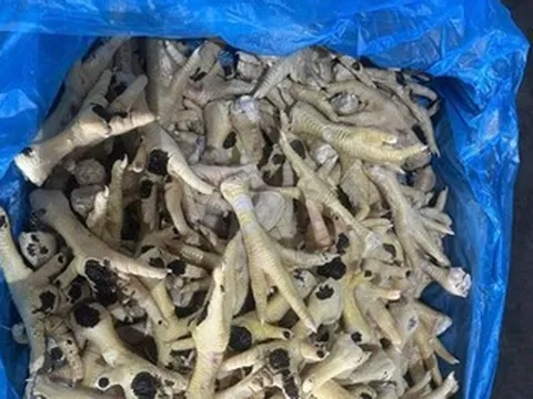Nữ giám đốc ở Hà Nội bị khởi tố vì buôn lậu hàng nghìn tấn chân gà đông lạnh