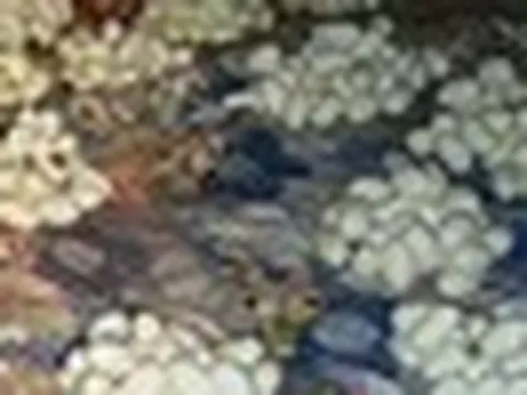 Về nhà sau nửa năm đi xa, chàng trai chết lặng khi thấy thứ phủ kín giường ngủ: Số lượng lên tới hơn 100