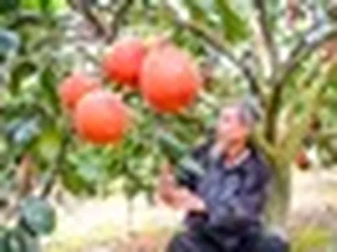 Loại quả Việt Nam lọt top ngon nhất thế giới: Chỉ có ở Thanh Hóa, mỗi năm thu 1 lần, cận vụ càng khó mua