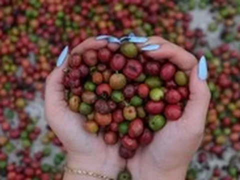 Giải mã ‘bài toán khó’ EUDR bằng bản đồ số cà phê Đắk Lắk