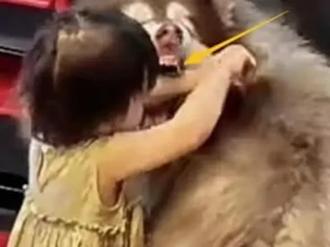 Chó Alaska nhà nuôi bất ngờ cắn bé gái 2 tuổi ngay khi người mẹ vừa quay lưng