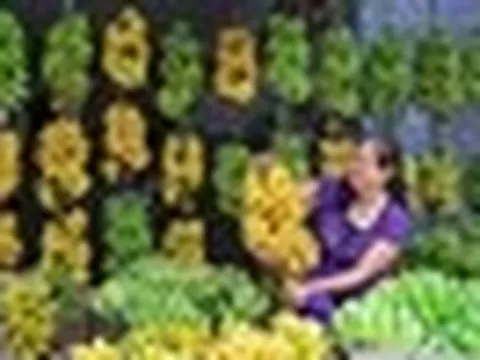 Loại quả ngon nhất thế giới của Việt Nam: Chỉ có ở Ninh Bình, vào mùa là hết sạch, phải đặt trước mới có