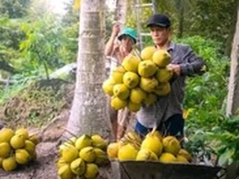 Nhiều loại trái cây ở miền Tây giảm giá mạnh, nhà vườn buồn hiu