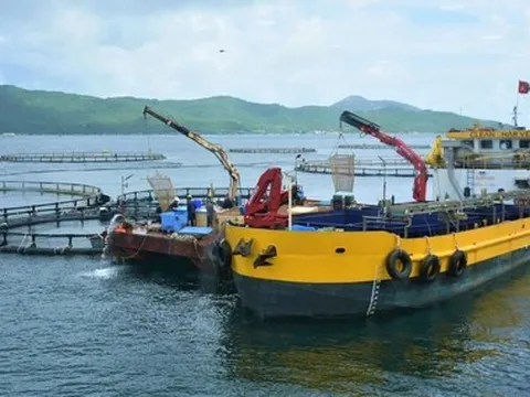 Sẽ có tiêu chuẩn Việt Nam cho nuôi cá biển công nghiệp
