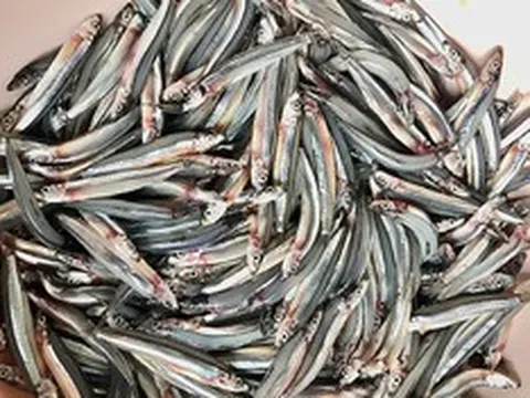 2 loại cá rẻ bèo ở chợ Việt nhưng “cực tốt” cho sức khỏe