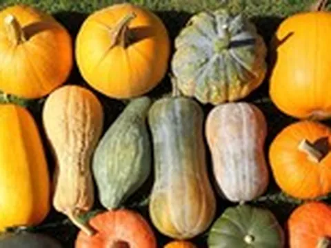 Món ăn từ các loại bí: Cơ hội giảm cân, lợi cho tim, mắt