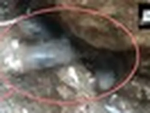 Liều thò tay vào khe hẹp trong nhà mới, người đàn ông liên tiếp kéo ra hơn 35 sinh vật: Ai cũng nổi da gà