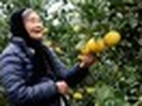Loại quả Việt Nam lọt top ngon nhất thế giới: Chỉ có ở Nghệ An, từng tiến vua, khách đặt mua khi còn xanh