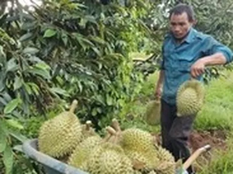 Giá sầu riêng giảm nhanh