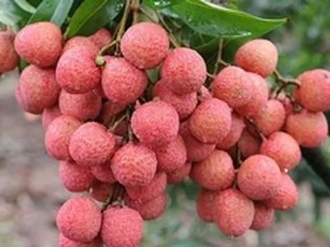 Vì sao tuyệt đối không nên ăn quả vải khi đói bụng?