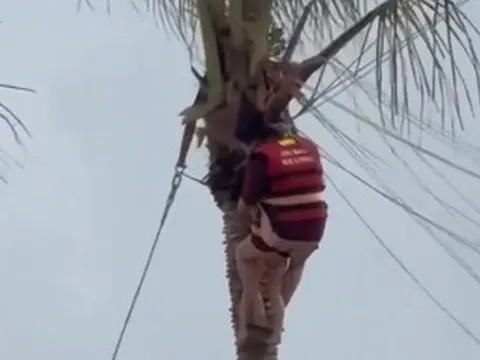 Thót tim 2 mẹ con bị gió cuốn, treo lơ lửng trên ngọn dừa khi chơi dù bay