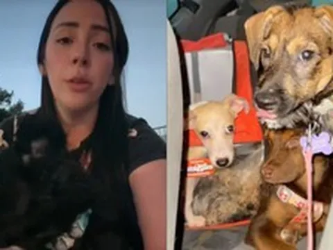 Giữa động đất rung chuyển Venezuela, cô gái quay ngược lên tòa nhà cứu 9 thú cưng: “Chúng là gia đình của tôi”
