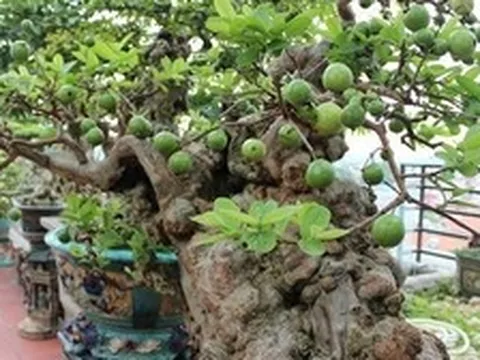 Có một loại cây được người xưa xem như "báu vật" của sân vườn, nhà nào cũng từng có