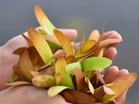 Cuộc gặp tình cờ dưới tán chò nâu bay