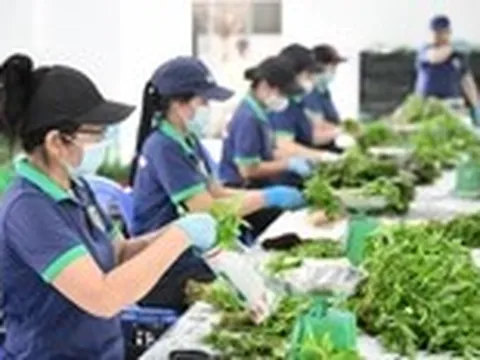 Nông nghiệp tương lai từ những Hợp tác xã 'nghĩ lớn'
