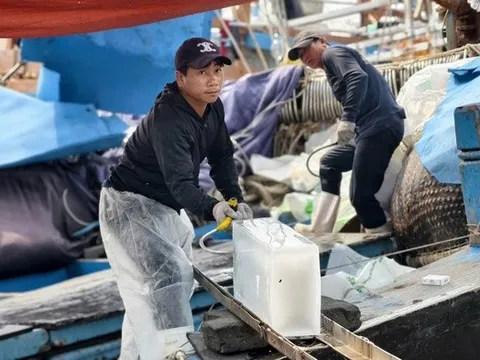 Giá dầu giảm, ngư dân Quảng Ngãi mạnh dạn vươn khơi