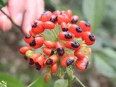 Ngắm quốc bảo sâm Ngọc Linh mùa hạt chín đỏ chót