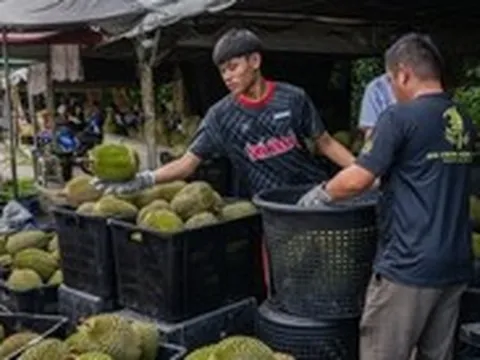 Sầu riêng rớt giá mạnh, Thủ tướng Malaysia hứa nhờ Trung Quốc giải cứu giúp
