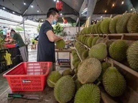 Sầu riêng thu hút cử tri Malaysia về quê đi bầu
