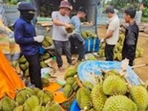 Giá sầu riêng 'xuống đáy': Do thị trường Trung Quốc hay lỗi tại chúng ta?