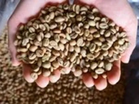 Giá cà phê có mức tăng kỷ lục của 30 năm sau một phiên