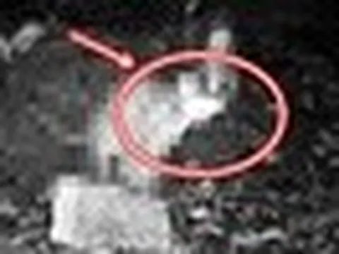 Đặt camera bắt trộm gà, chủ nhà chết lặng thấy sinh vật lạ và đồng bọn quay lại: Lập tức gọi chuyên gia!