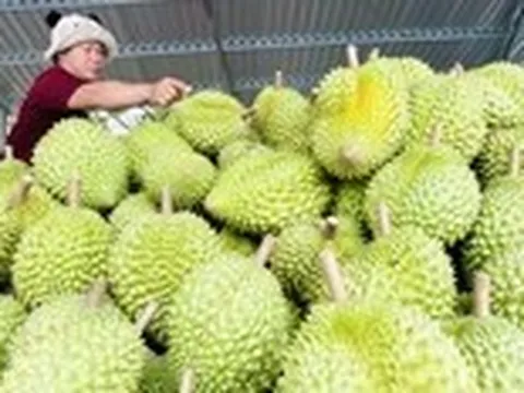 Danh sách mới nhất phòng xét nghiệm cadimi và vàng O, 'thủ phủ' sầu riêng Tây Nguyên có thêm 1 cơ sở