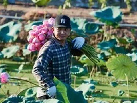Sen Bách Diệp hồ Tây mất mùa, trà gạo sen 30-50 triệu đồng 1kg không có bán