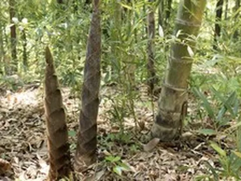 Phát minh của Trung Quốc rung chuyển ngành xây dựng: Dùng oại cây mọc đầy ở Việt Nam tạo vật liệu cứng như thép, có thể thay gỗ