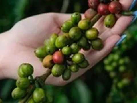 Giá cà phê 'lùi một bước' sau cú tăng kỷ lục