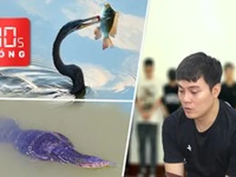 Bản tin 30s nóng: Kỳ đà hoa, chim cổ rắn săn mồi ở Nhà Bè; Bắt 12 người lừa đảo 900 tỉ đồng