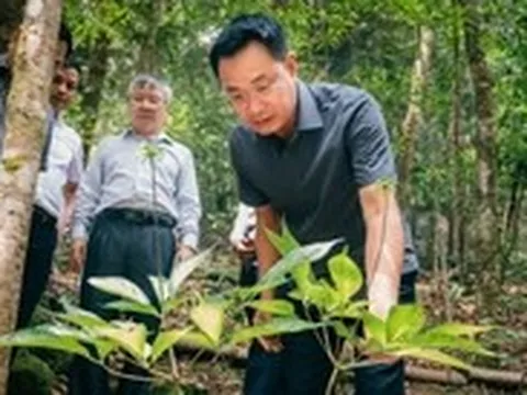 Chợ sâm Ngọc Linh bán hằng tháng ở chợ đêm gần cầu Rồng