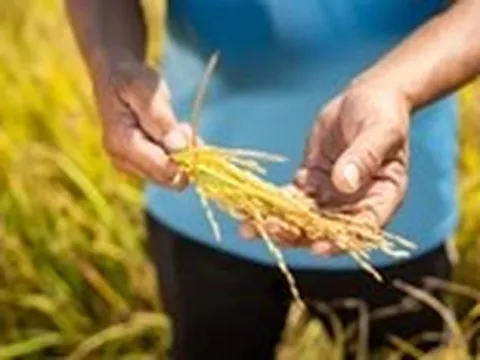 Điểm tựa cho một mùa vụ vững tin hơn