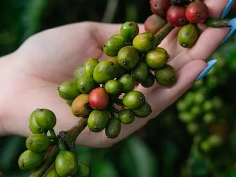 Thị trường TP.HCM ngày 9-7: Giá cà phê tiếp tục giảm; TP.HCM xúc tiến đầu tư trên môi trường số