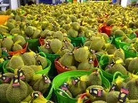 Không để nông sản, sầu riêng không xuất khẩu được do chậm cấp mã vùng trồng, kiểm nghiệm
