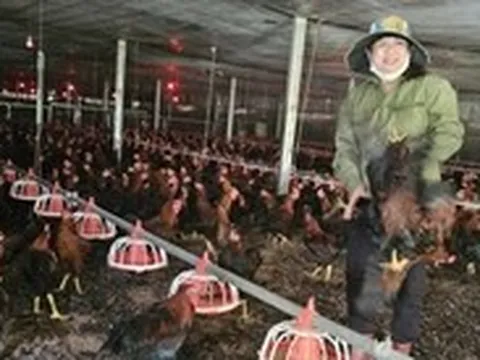 Giá cám tăng nhưng giá gà lại ở mức thấp kéo dài, người nuôi ôm lỗ