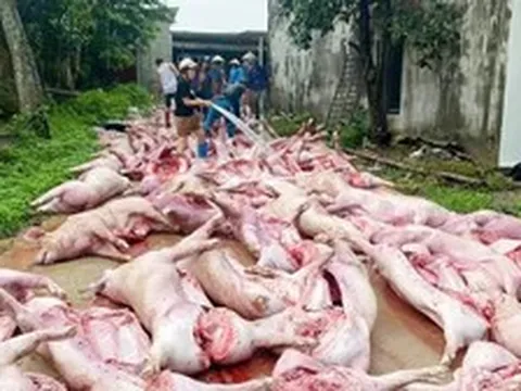 Sét đánh mất điện, hơn 550 con lợn chết ngạt làm thiệt hại 5,5 tỷ đồng