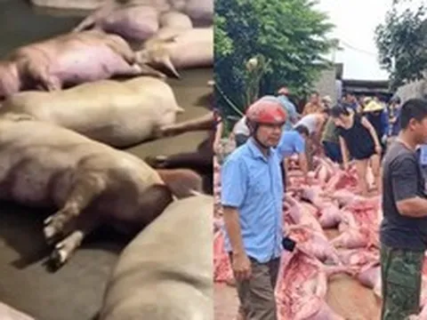 Bắc Ninh: Sét đánh gây mất điện làm hơn 550 con lợn chết ngạt, thiệt hại 5,5 tỷ đồng