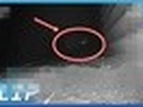 15 con gà biến mất sau 1 đêm, chủ nhà chết lặng khi thấy 3 sinh vật lạ trốn dưới đất: Liền gọi chuyên gia