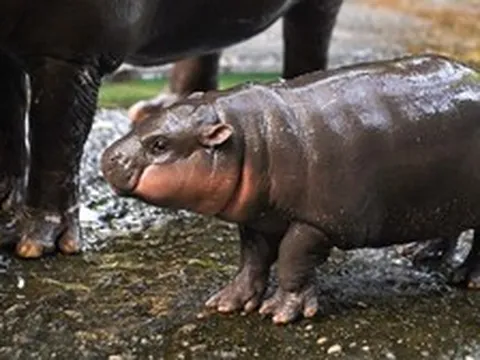 Moo Deng sinh nhật 2 tuổi và tin vui dành cho các du khách sắp đến Thái Lan