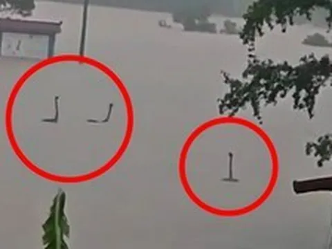 Làm rõ bức ảnh rắn ngóc đầu như “quái vật hồ Loch Ness” trong nước lũ Trung Quốc: Sự thật còn không tưởng hơn