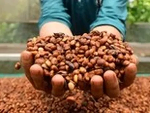 Thị trường TP.HCM ngày 11-7: Giá cà phê khép lại tuần giao dịch biến động bằng phiên giảm giá